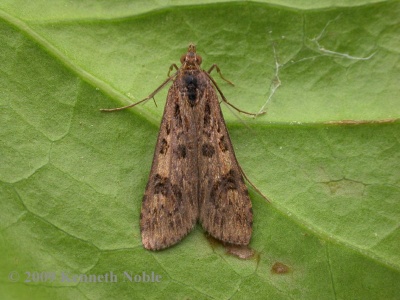 Nomophila noctuella (rush veneer) Kenneth Noble